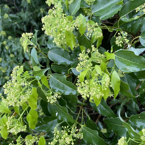 Acer oblongum, photograph 6