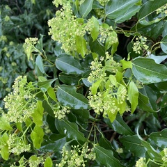 Acer oblongum, photograph (c) Takaaki Hattori, some rights reserved (CC BY)
