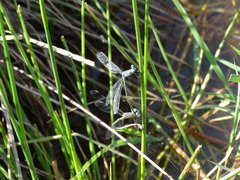 Lestes spatula