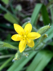 Hypoxis hirsuta