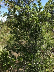 Forestiera segregata