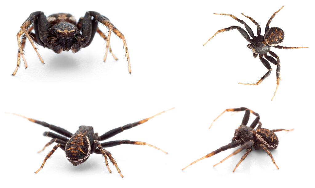 Xysticus nubilus