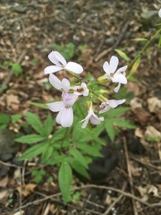 Cardamine bulbifera