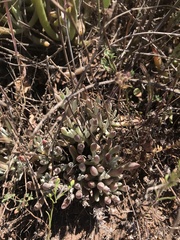 Dudleya attenuata