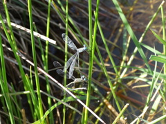 Lestes spatula