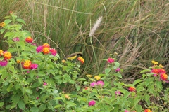 Cinnyris jugularis