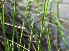 Lestes spatula