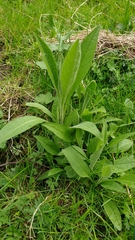 Centaurea nigra