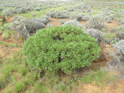 Image of Eremophila freelingii by (c) ian_mcallan, some rights reserved (CC BY)