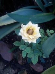 Rosa