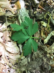 Cardamine diphylla