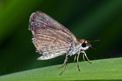 Aeromachus