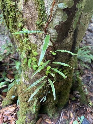 Davallia angustata observed 2024-04-01