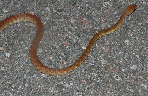Brown Tree Snake sighting