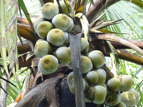 borassus palm