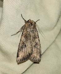 Noctuidae