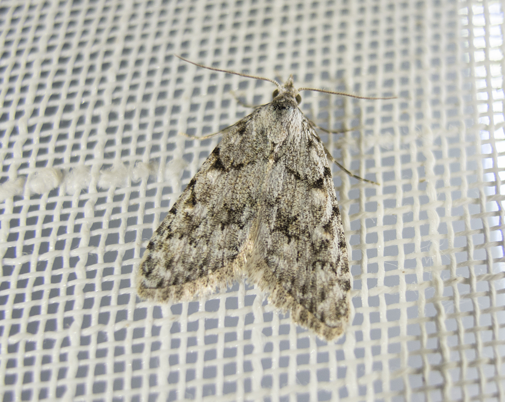 Nola cicatricalis