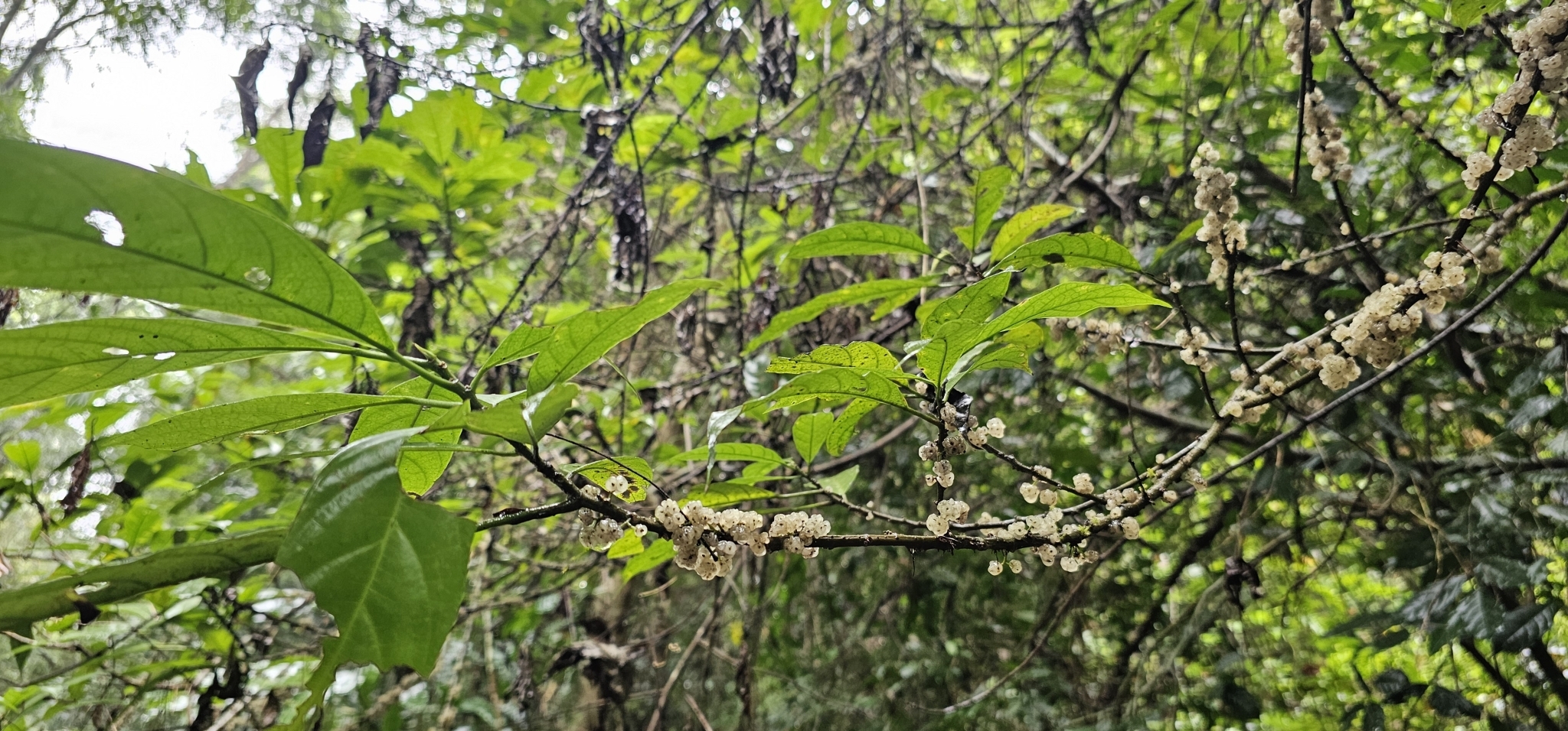 Oreocnide integrifolia (Oreocnide integrifolia)