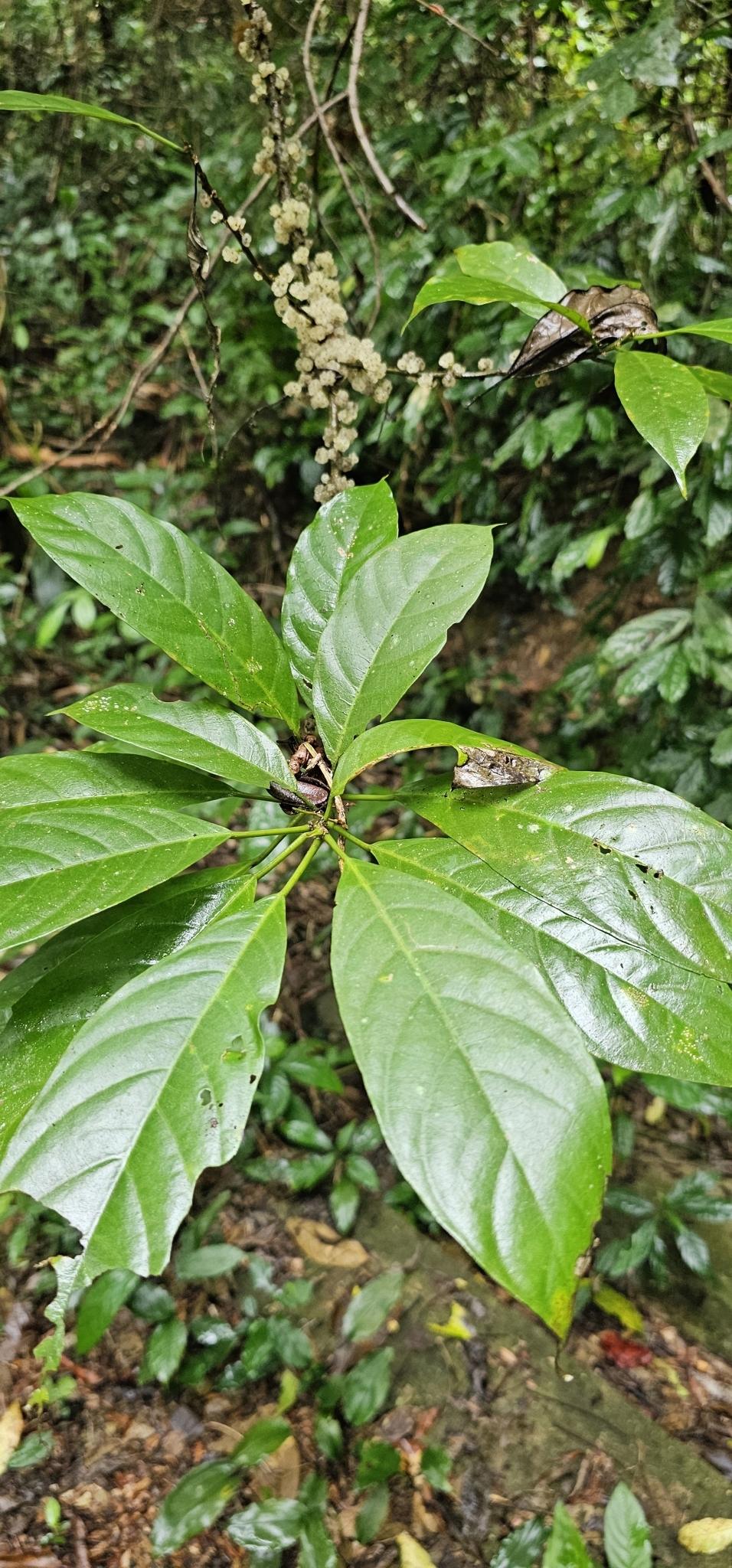 Oreocnide integrifolia — ảnh 2