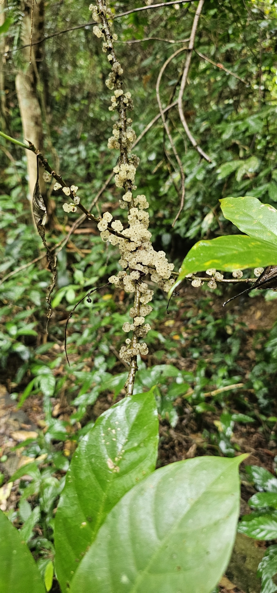 Oreocnide integrifolia — ảnh 3