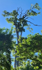Ulmus mexicana, photograph (c) Chris Conard, some rights reserved (CC BY)