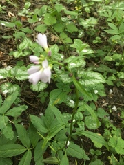 Cardamine bulbifera