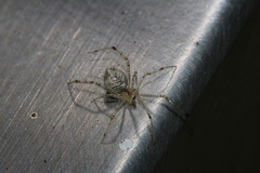 Chrysso lingchuanensis