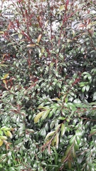 Syzygium paniculatum