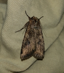 Noctuidae