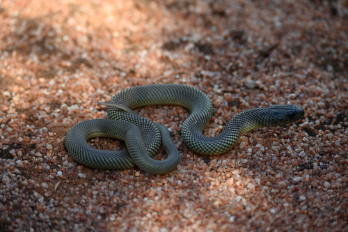 Mulga Snake sighting