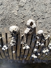 Paraconcavus mexicanus