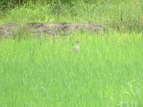 Wattled Lapwing