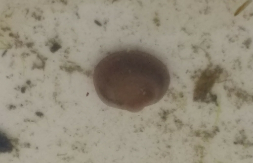 Musculium lacustre
