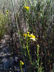 Senecio rosmarinifolius
