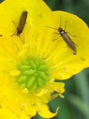 Micropterix calthella