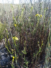 Senecio rosmarinifolius