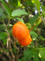 Tabernaemontana alternifolia