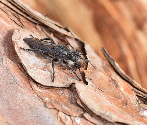 Andrenosoma albibarbe