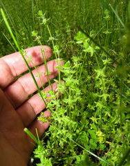 Cruciata pedemontana