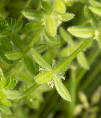 Cruciata pedemontana