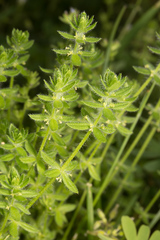 Cruciata pedemontana