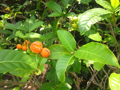 Tabernaemontana alternifolia