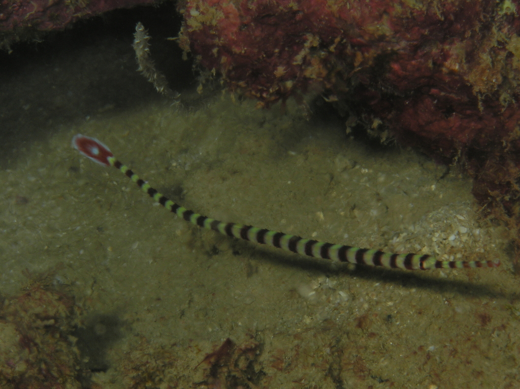Banded Pipefish