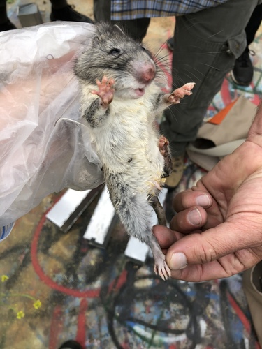 Big-eared Woodrat