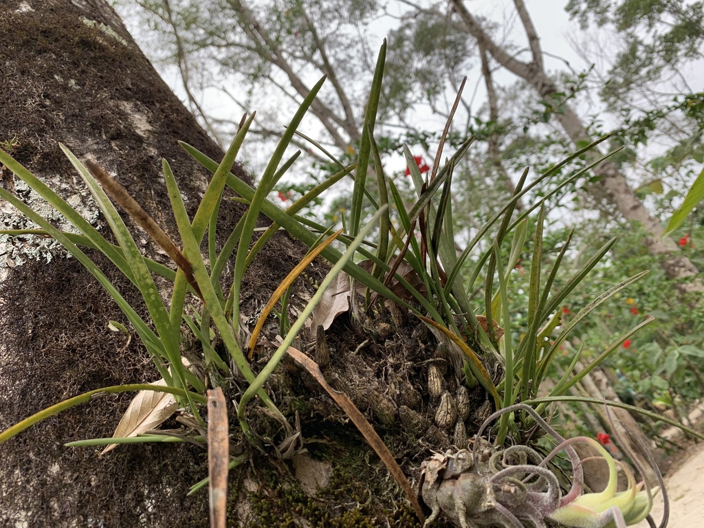 Encyclia asperula Dressler & G.E.Pollard 2