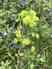 Euphorbia amygdaloides
