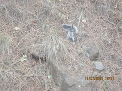 Sciurus aberti