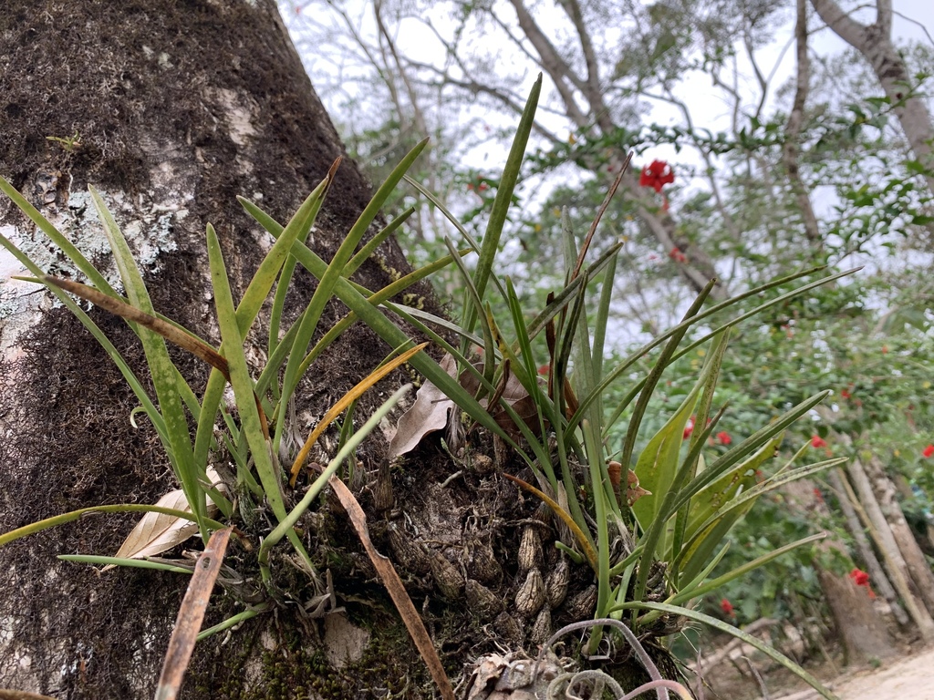 Encyclia asperula Dressler & G.E.Pollard