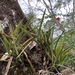 Encyclia asperula - Photo (c) veronikmoon, some rights reserved (CC BY-NC)