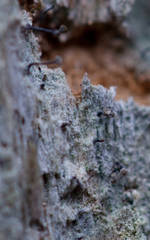 Chaenotheca brunneola